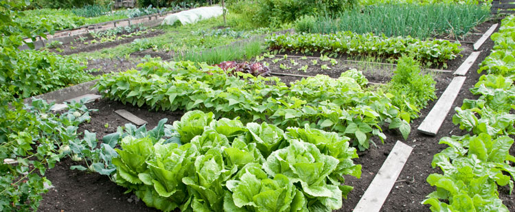 Leeds, Grenville and Lanark Foodcore